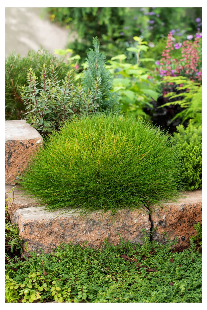 Kostrzewa miotlasta 'Teddybar' (niedźwiedzie futro) | Festuca scoparia