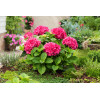 Hortensja ogrodowa 'Red Baron' | Hydrangea macrophylla
