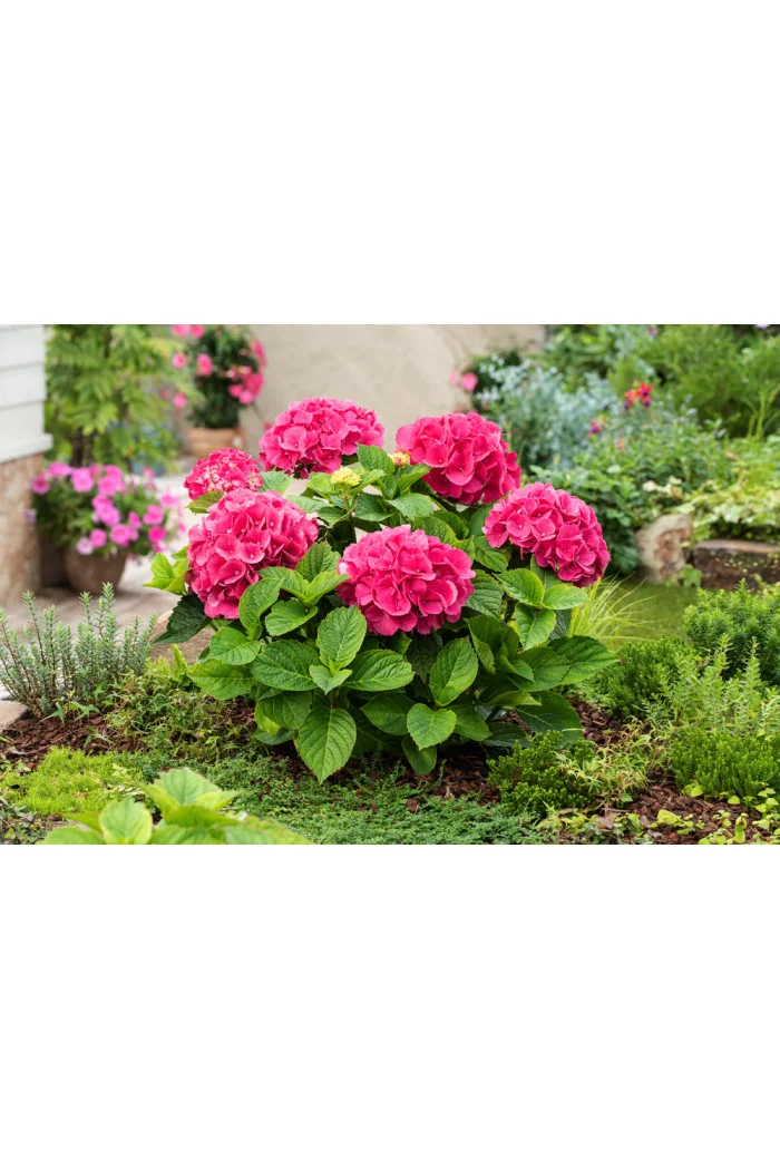 Hortensja ogrodowa 'Red Baron' | Hydrangea macrophylla