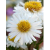 Aster żeniszkowaty 'Starshine' | Aster ageratoides