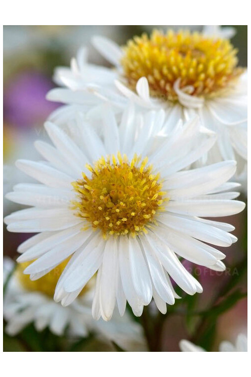 Aster żeniszkowaty 'Starshine' | Aster ageratoides