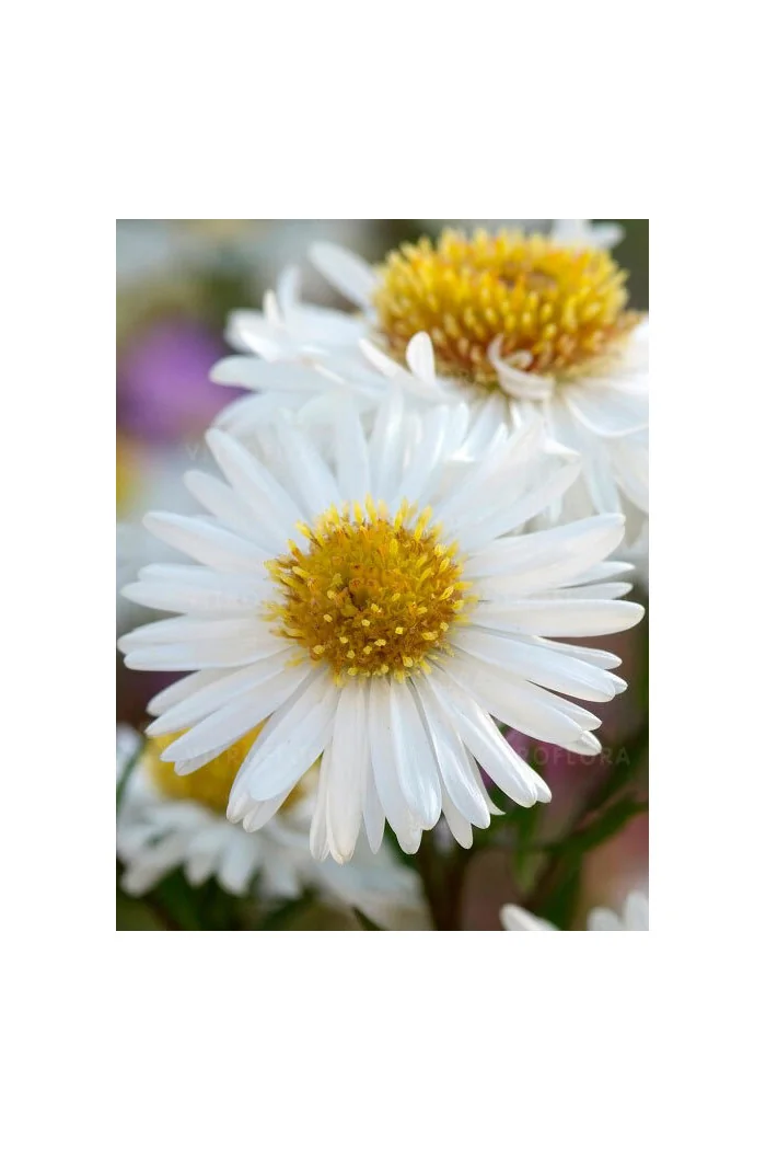 Aster żeniszkowaty 'Starshine' | Aster ageratoides