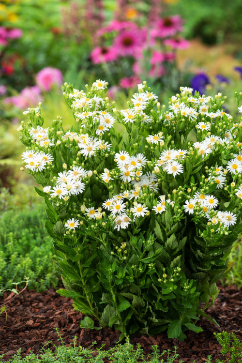 Aster żeniszkowaty 'Starshine' | Aster ageratoides