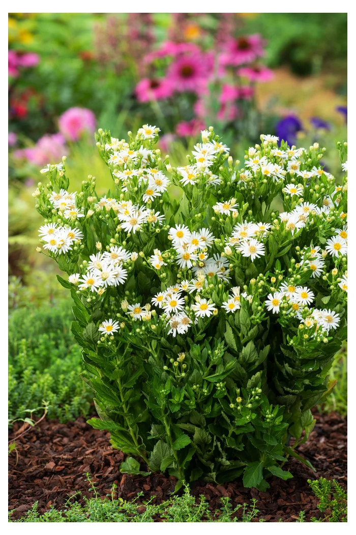 Aster żeniszkowaty 'Starshine' | Aster ageratoides