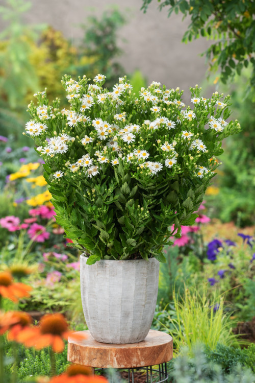 Aster żeniszkowaty 'Starshine' | Aster ageratoides