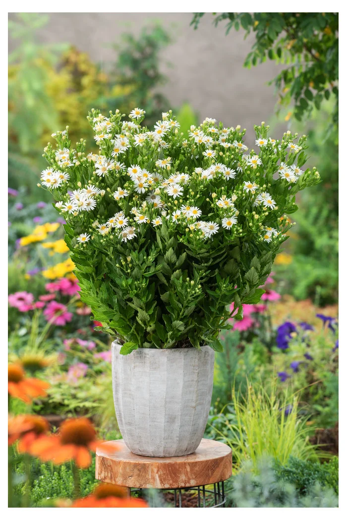 Aster żeniszkowaty 'Starshine' | Aster ageratoides