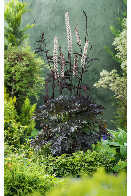 świecznica, świecznica Brunette, świecznica o ciemnych liściach, cimicifuga, pluskwica groniasta, actaea, pachnące kwiaty