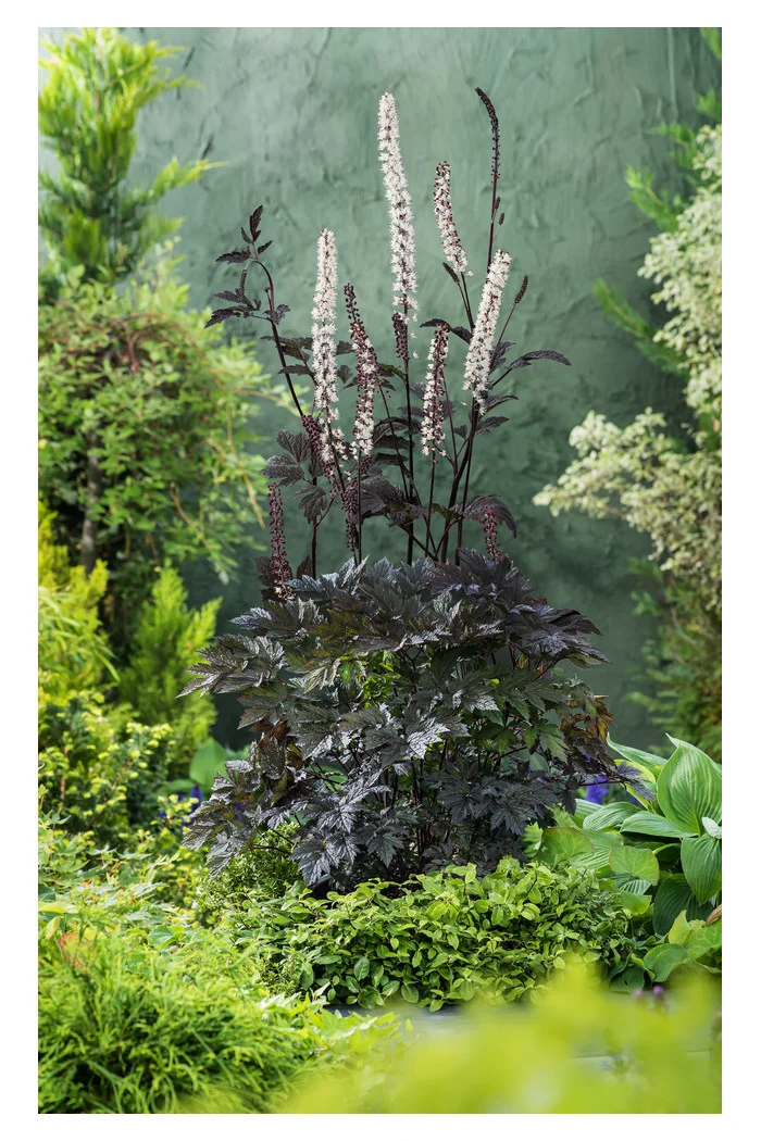 świecznica, świecznica Brunette, świecznica o ciemnych liściach, cimicifuga, pluskwica groniasta, actaea, pachnące kwiaty