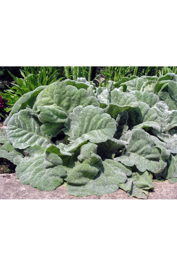 Szałwia srebrzysta | Salvia argentea