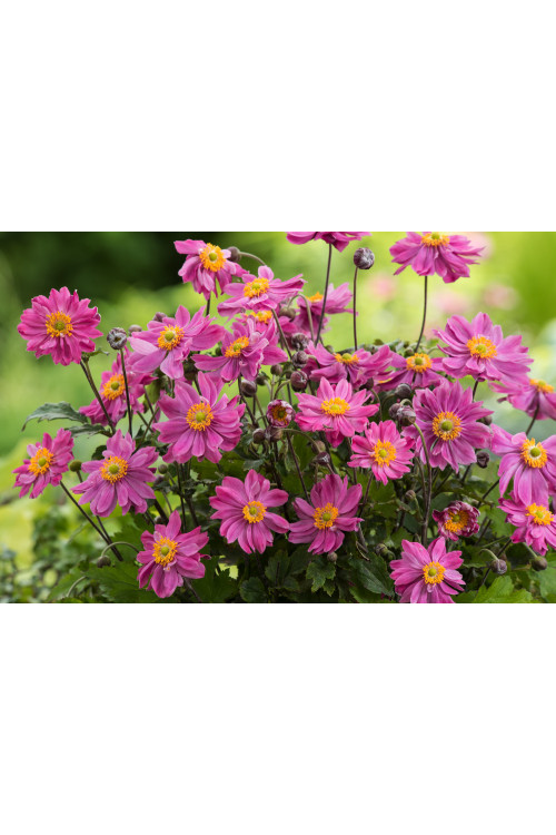 Zawilec japoński 'Prinz Heinrich' | Anemone hupehensis