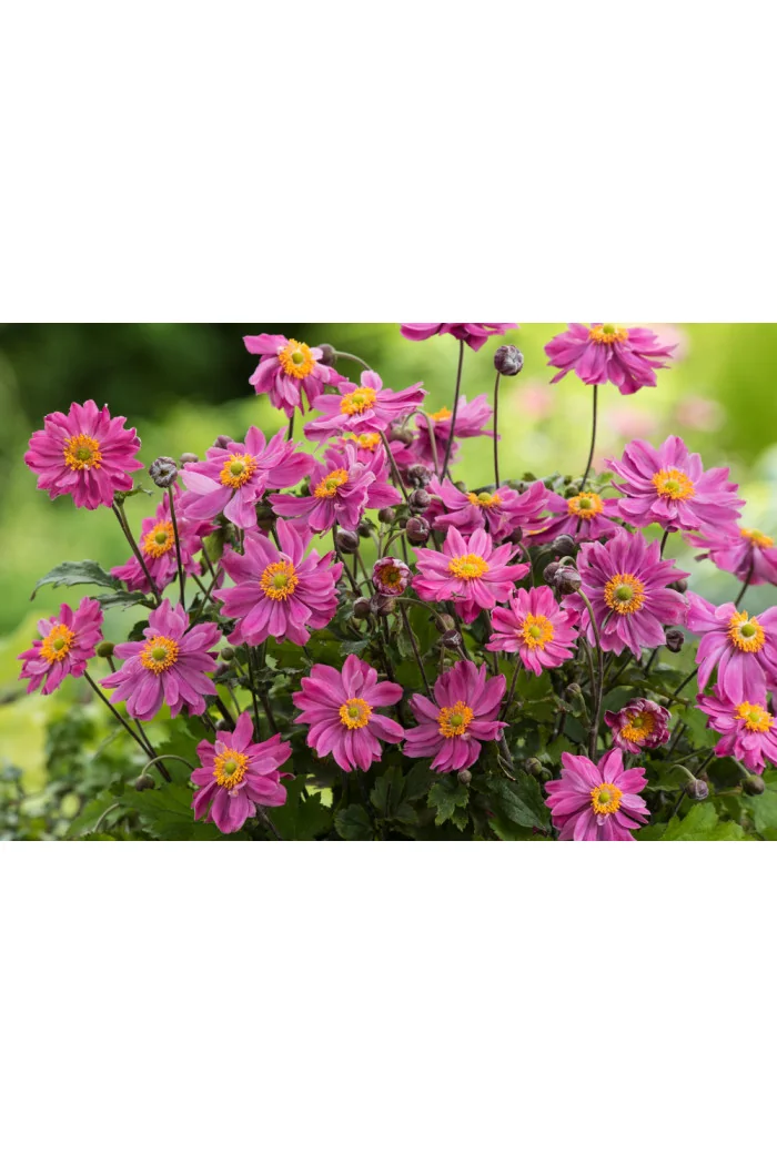 Zawilec japoński 'Prinz Heinrich' | Anemone hupehensis