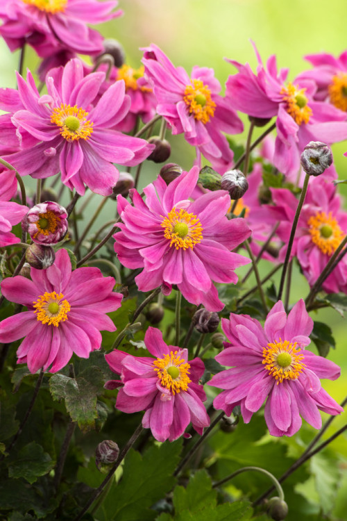 Zawilec japoński 'Prinz Heinrich' | Anemone hupehensis