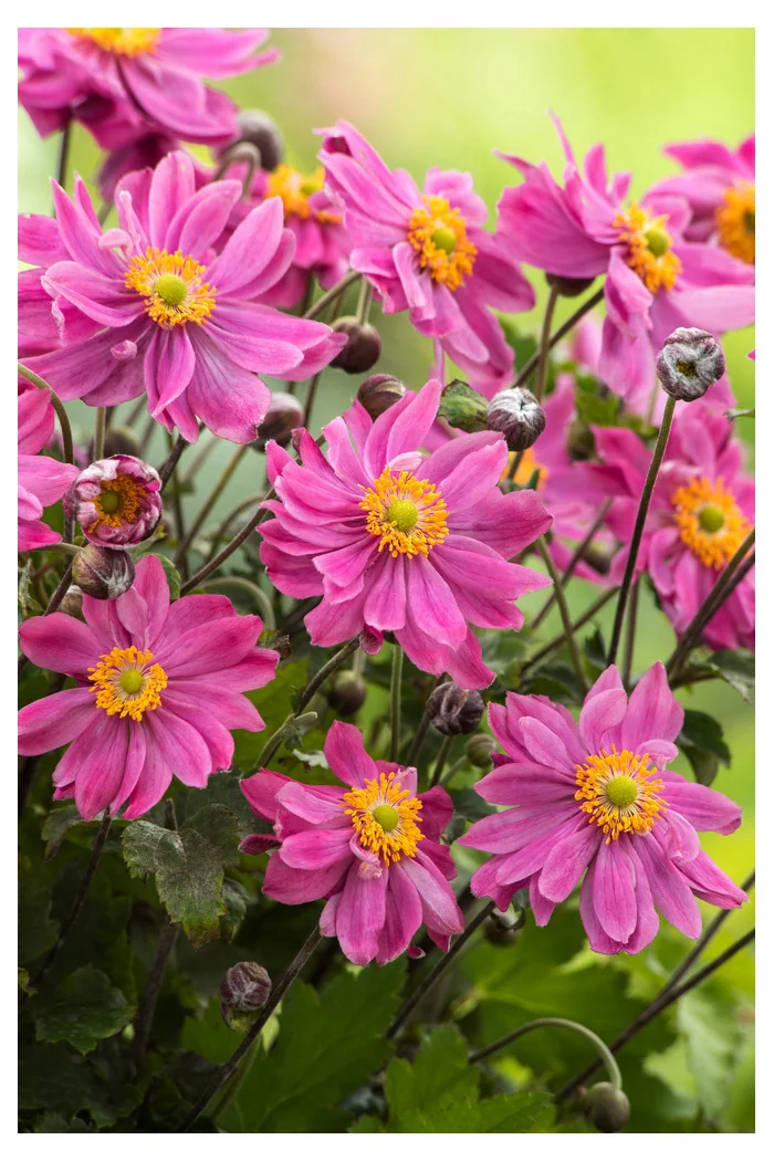 Zawilec japoński 'Prinz Heinrich' | Anemone hupehensis