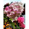 Hortensja bukietowa 'Vanille-Fraise' | Hydrangea paniculata