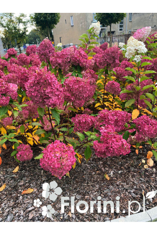 Hortensja bukietowa 'Vanille-Fraise' | Hydrangea paniculata