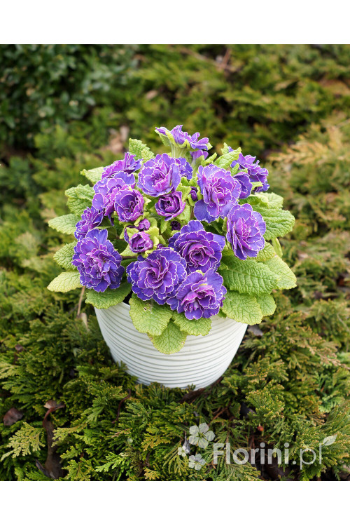 Pierwiosnek 'Belarina® Amethyst Ice' | Primula