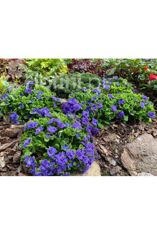 Pierwiosnek 'Belarina® Amethyst Ice' | Primula