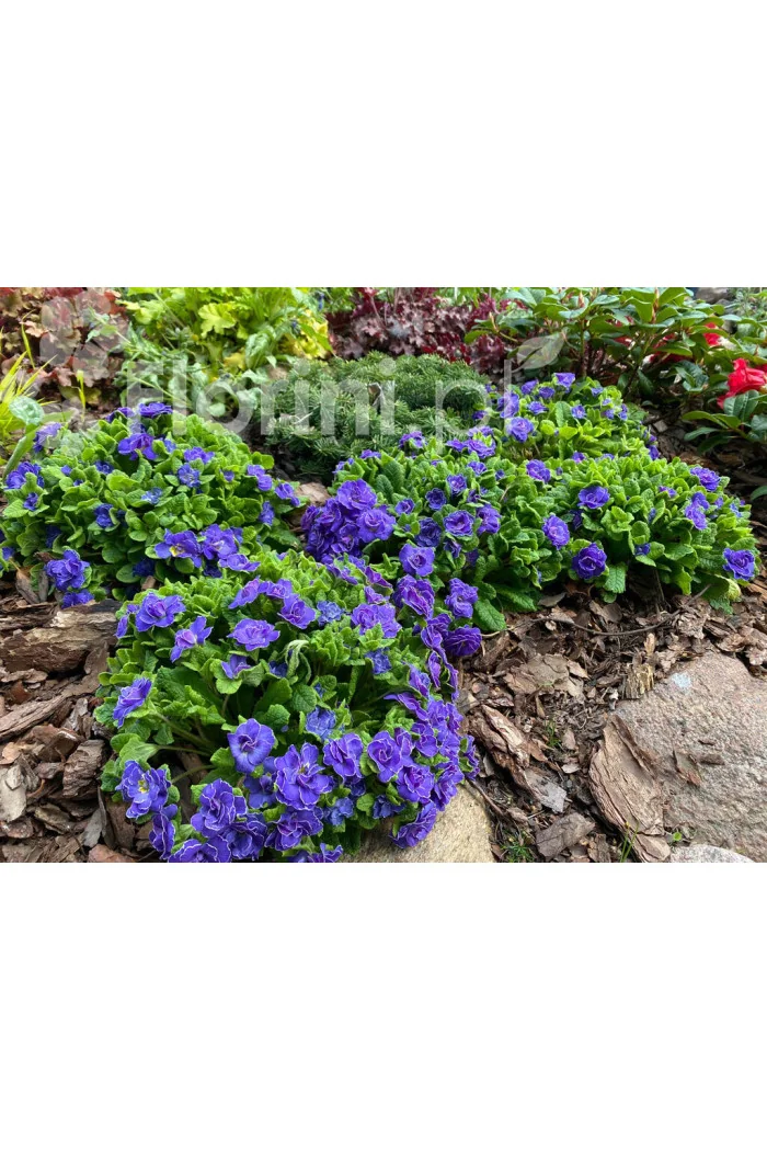 Pierwiosnek 'Belarina® Amethyst Ice' | Primula