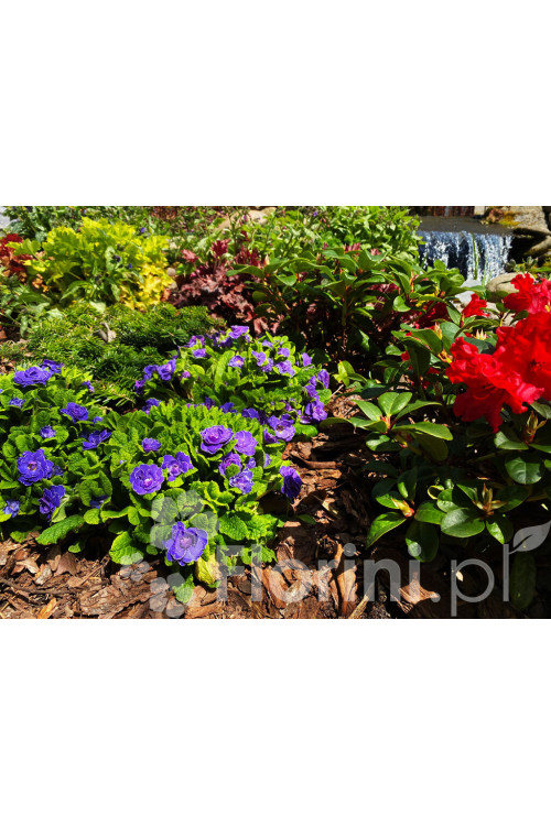 Pierwiosnek 'Belarina® Amethyst Ice' | Primula