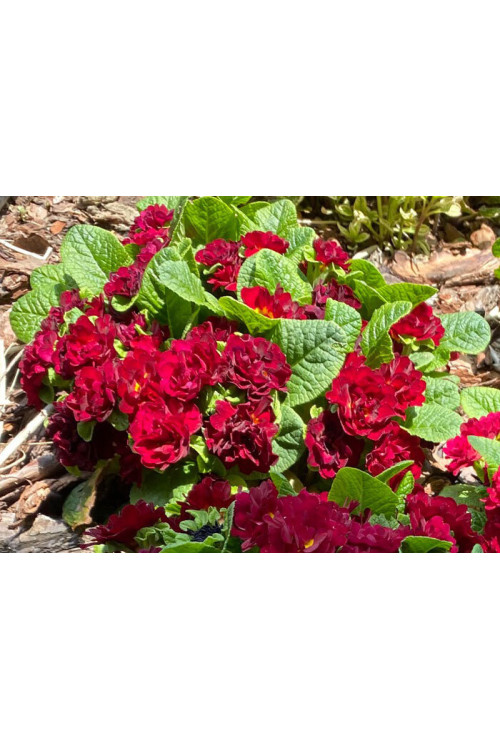 Pierwiosnek 'Belarina® Valentine' | Primula