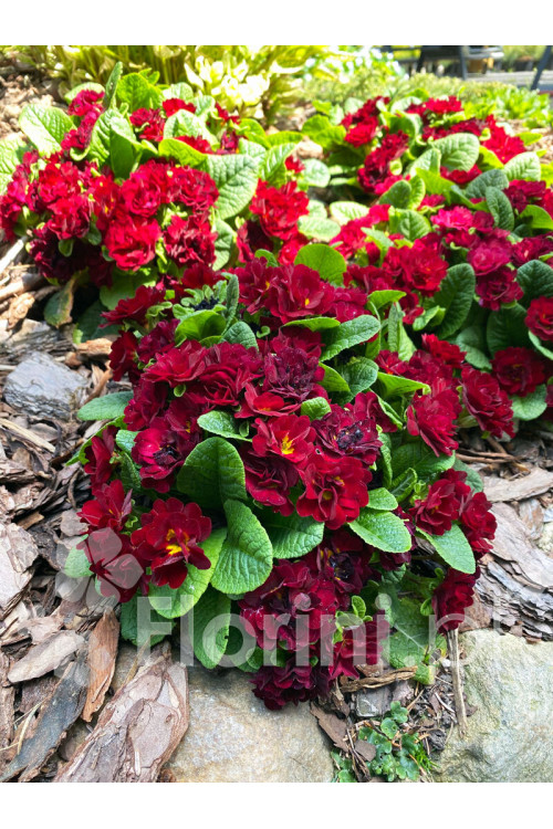 Pierwiosnek 'Belarina® Valentine' | Primula