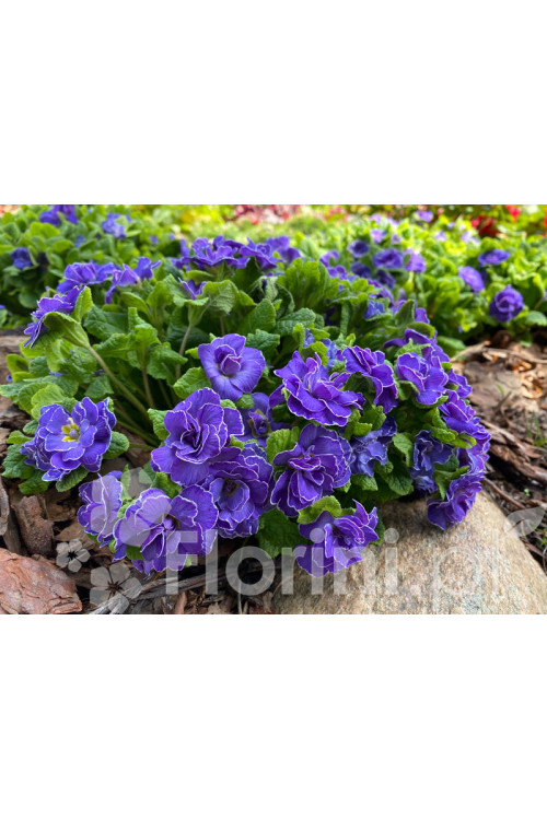 Pierwiosnek 'Belarina® Amethyst Ice' | Primula