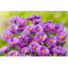 Aster nowobelgijski 'Patricia Ballard' | Aster novi-belgii