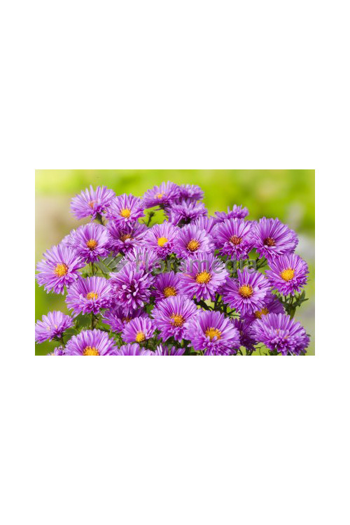Aster nowobelgijski 'Patricia Ballard' | Aster novi-belgii