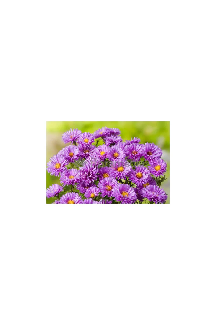 Aster nowobelgijski 'Patricia Ballard' | Aster novi-belgii