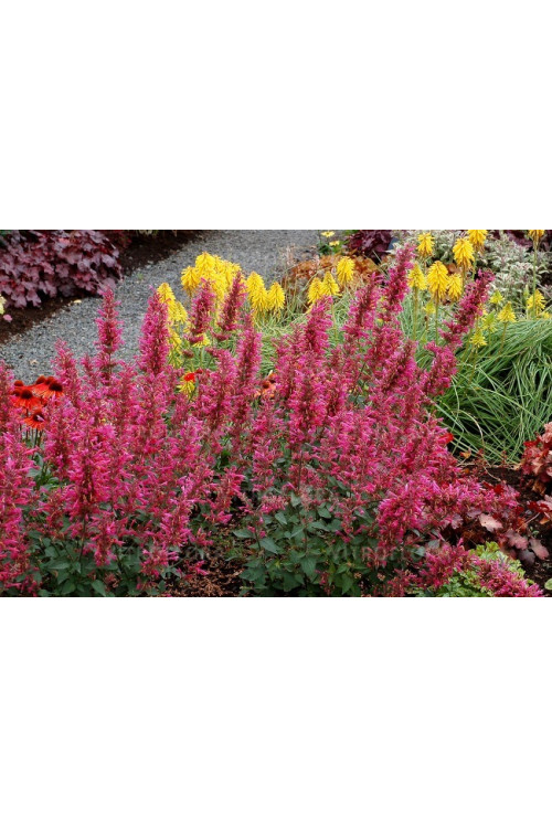 Kłosowiec 'Morello' | Agastache