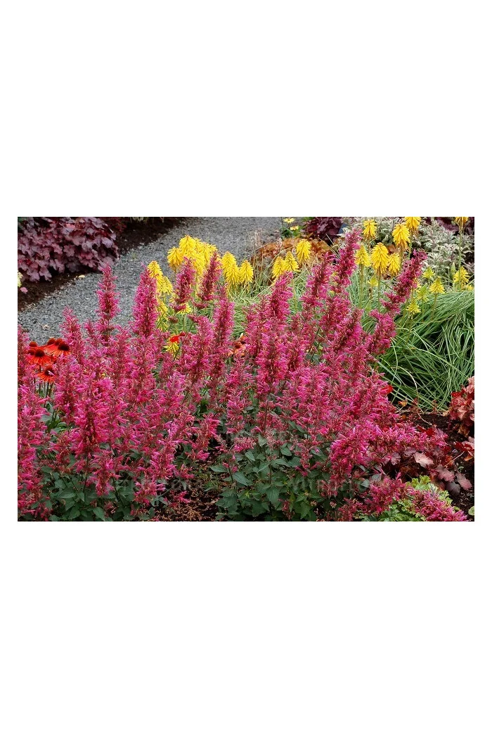 Kłosowiec 'Morello' | Agastache