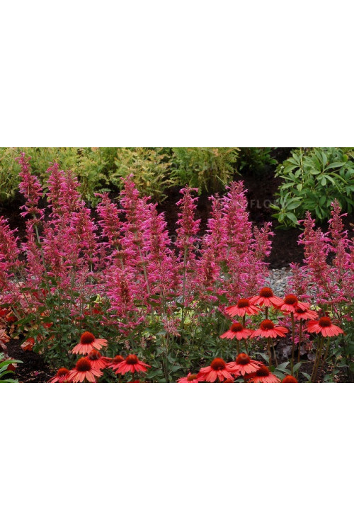 Kłosowiec 'Morello' | Agastache