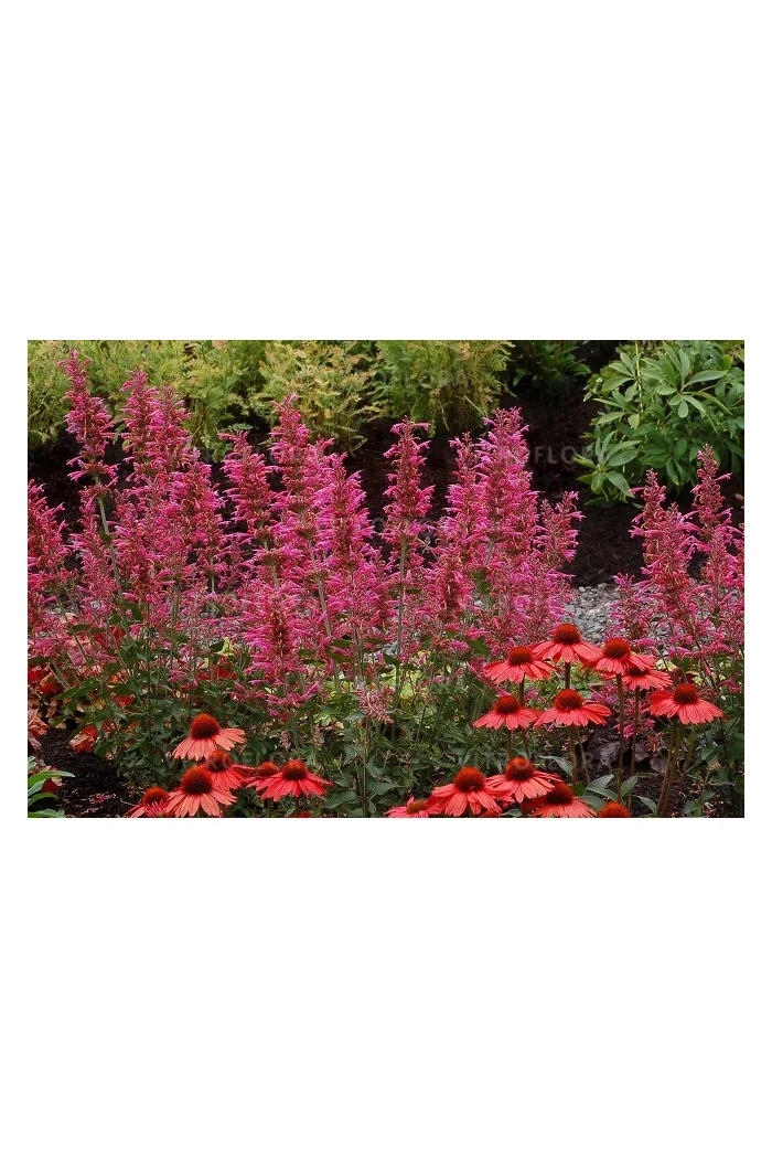 Kłosowiec 'Morello' | Agastache