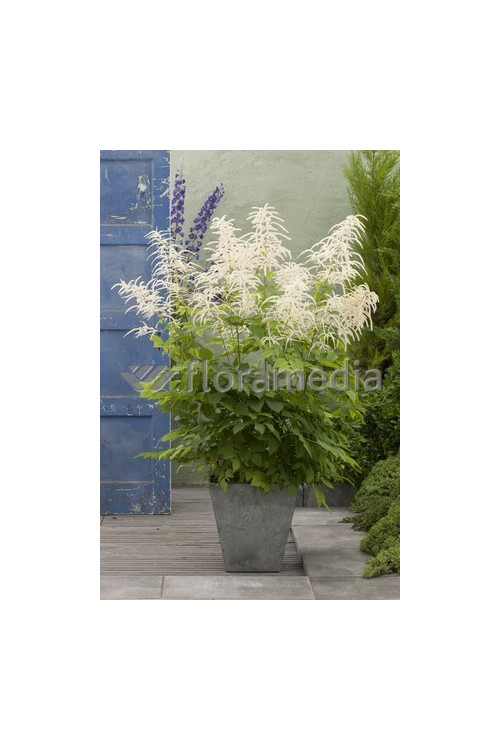 Parzydło leśne | Aruncus dioicus