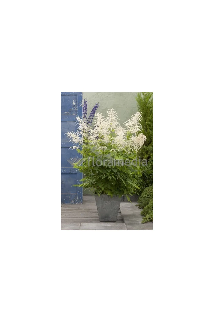 Parzydło leśne | Aruncus dioicus