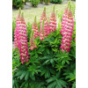 Łubin 'Rachel de Thame' | Lupinus