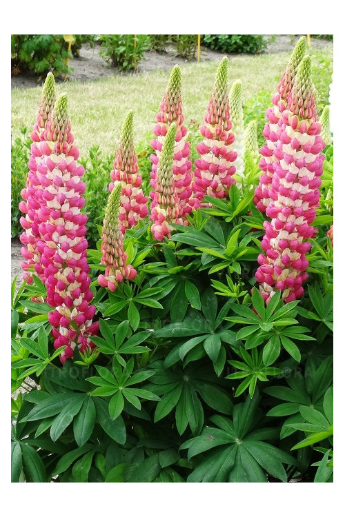 Łubin 'Rachel de Thame' | Lupinus