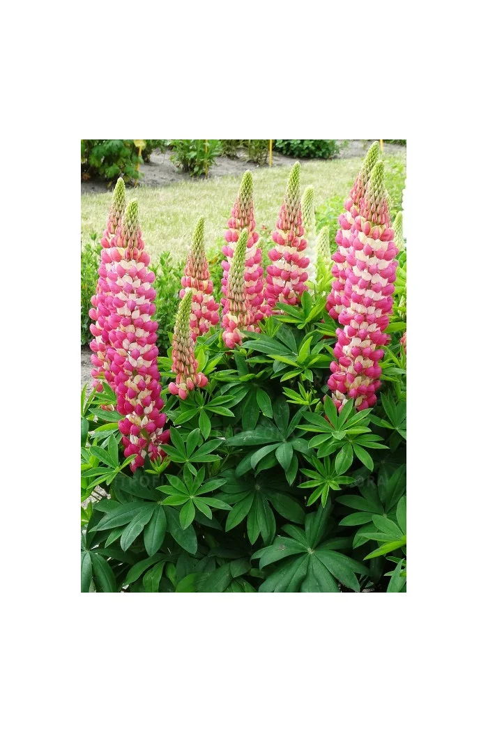 Łubin 'Rachel de Thame' | Lupinus