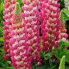 Łubin 'Rachel de Thame' | Lupinus
