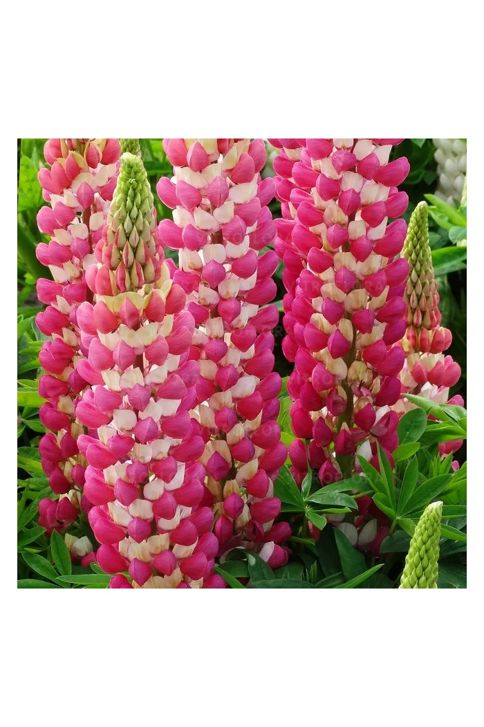 Łubin 'Rachel de Thame' | Lupinus
