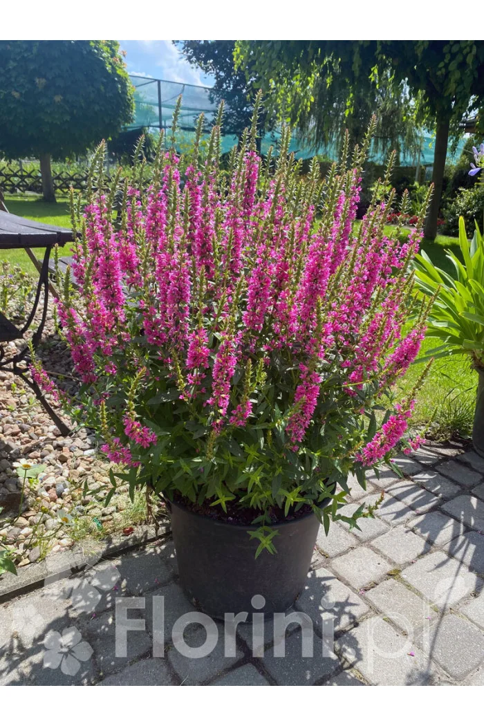 Krwawnica pospolita 'Robert' | Lythrum salicaria