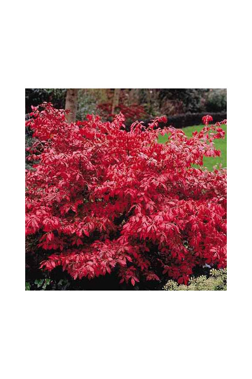 Trzmielina oskrzydlona | Euonymus alatus