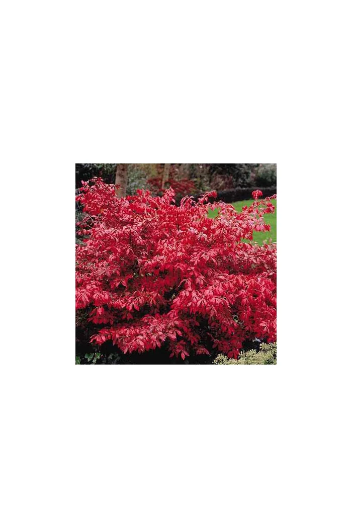 Trzmielina oskrzydlona | Euonymus alatus