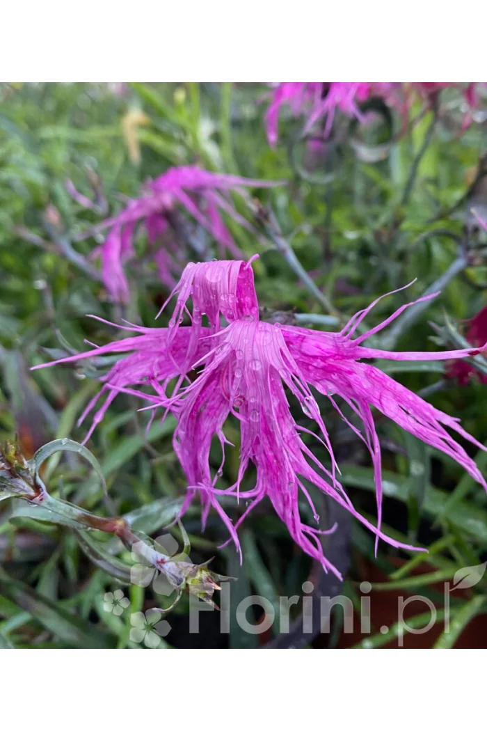 Goździk chiński 'Dancing Geisha' Dianthus chinensis