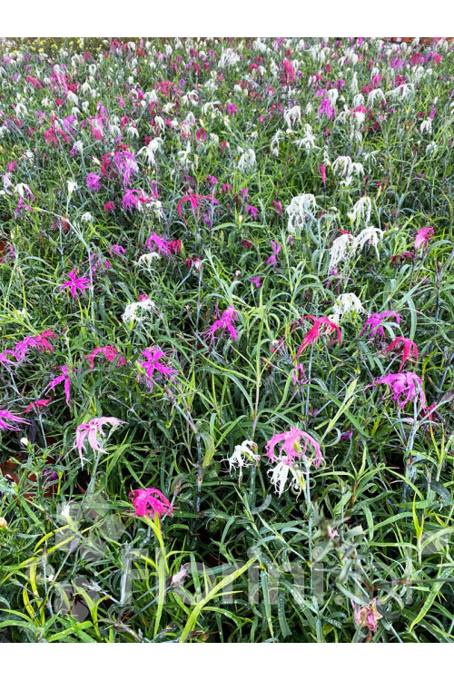 Goździk chiński 'Dancing Geisha' Dianthus chinensis
