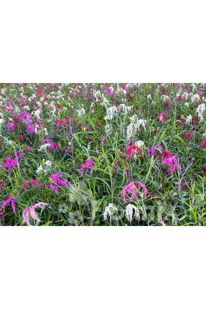 Goździk chiński 'Dancing Geisha' Dianthus chinensis