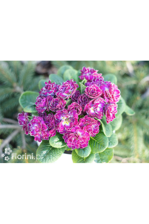 Pierwiosnek 'Belarina® Candy Frost' | Primula