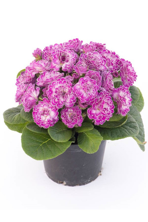 Pierwiosnek 'Belarina® Candy Frost' | Primula