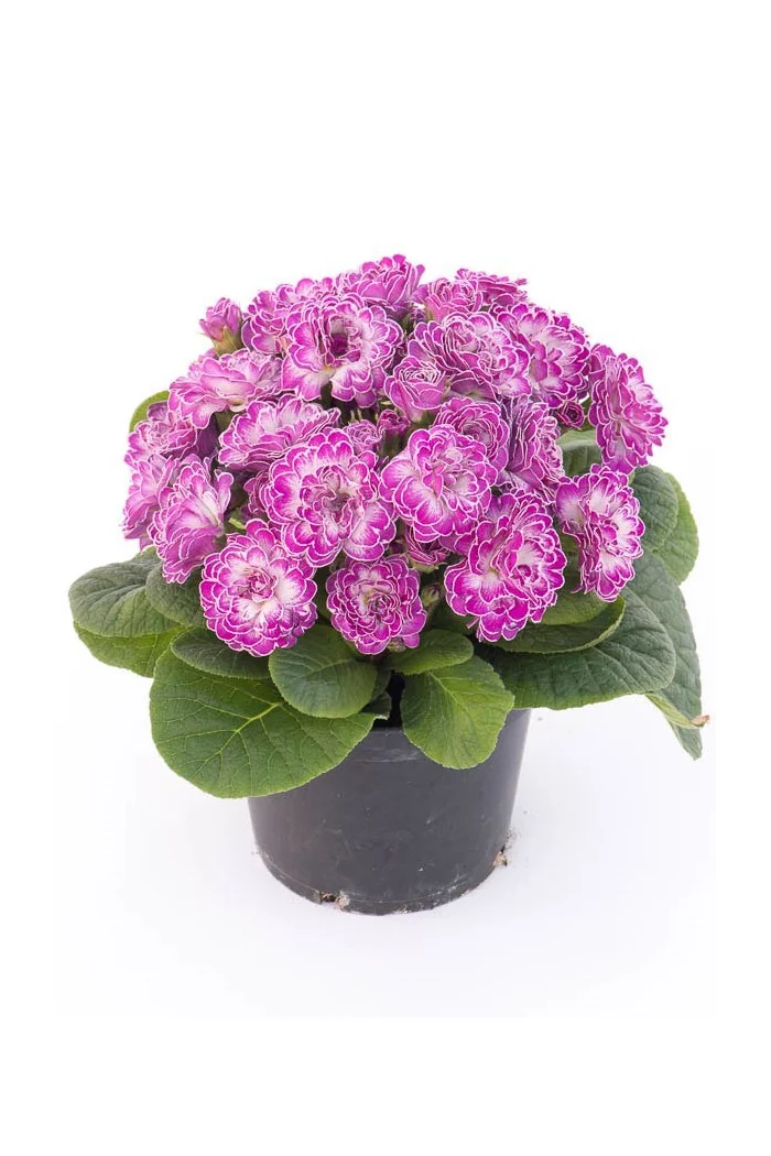 Pierwiosnek 'Belarina® Candy Frost' | Primula