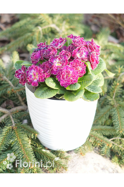 Pierwiosnek 'Belarina® Candy Frost' | Primula